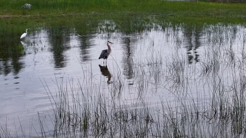 A Great Blue Heron stands alone in reflective shallow marsh water among sparse reeds and ripples