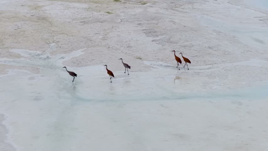 Five Sandhill cranes wade as a loose group across shallow pale water in a Michigan wetland