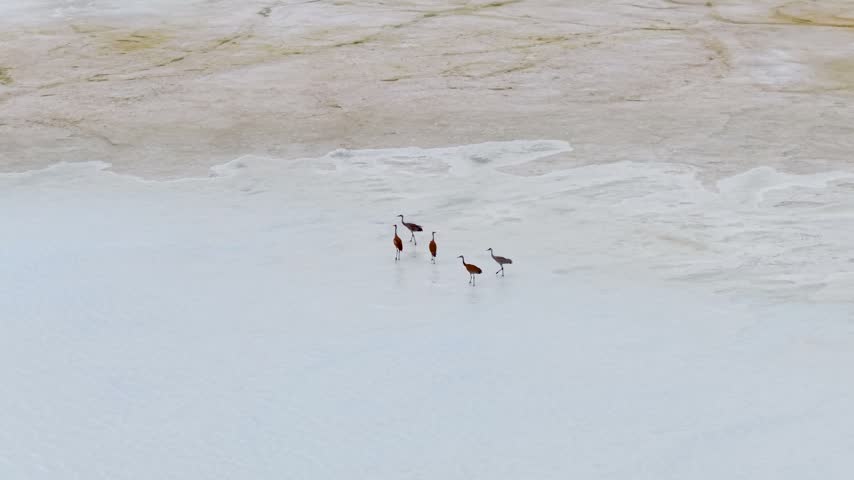 Aerial view of Sandhill cranes wading through pale shallow wetland water with reeds and soft reflections