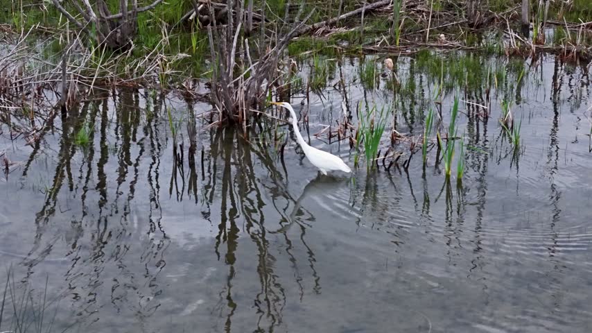 A white Great Egret wades slowly among dense marsh stems and dark reflective water
