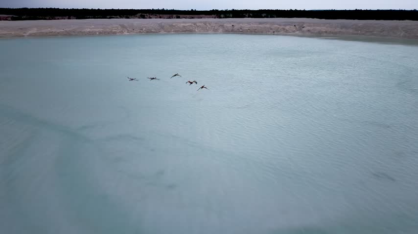 A flock of Sandhill cranes flies low in formation above calm blue water near a limestone shore