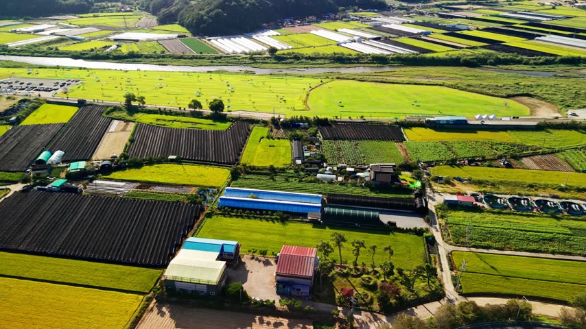 Aerial view over farming hamlet with blue roofed sheds, greenhouses and dark shaded ginseng plots set among golden rice paddies beside narrow stream in Geumsan county, South Korea