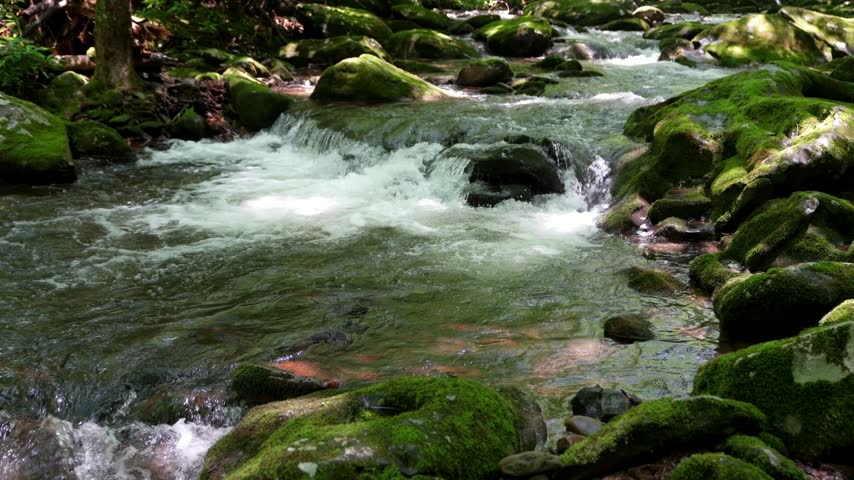 Crystal clear water flows rapidly over mossy rocks in a lush green forest landscape where sunlight filters through trees to illuminate peaceful brook rapids moving steadily through natural wilderness