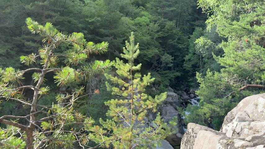 Evergreen forest canyon with rocky cliffs and deep mountain gorge surrounded by dense green wilderness