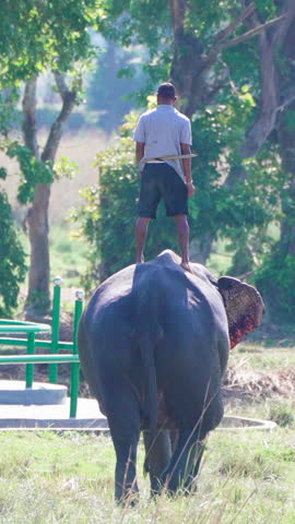A man stands balanced on the back of a walking Asian elephant in a sunny Indian field. Authentic scene of traditional animal handling and rural life.