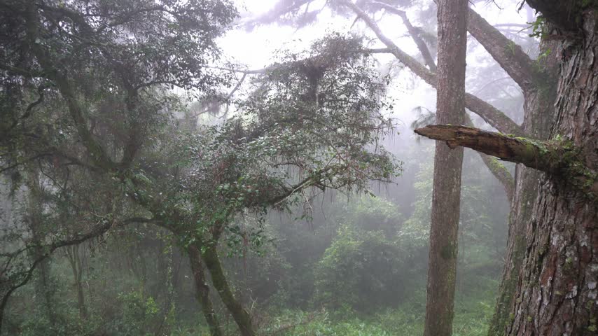 Panning shot of dense foggy forest with tall trees and branches on misty morning