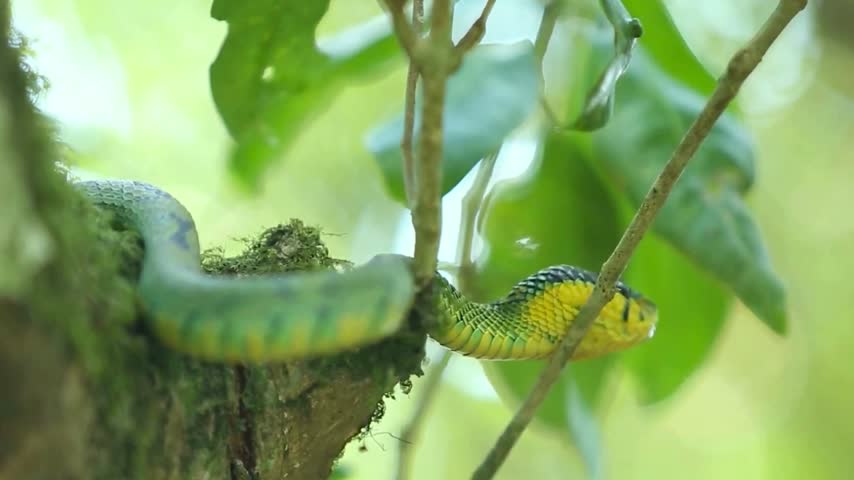 A yellow and green pit viper slithering on a mossy branch among vibrant rainforest foliage in a natural habitat.
