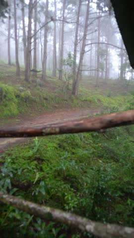 Static shot of misty forest with foggy trees and damp path in early morning