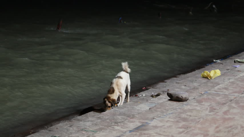 A brown-and-white dog walks and sniffs along stone steps beside the river in Rishikesh.