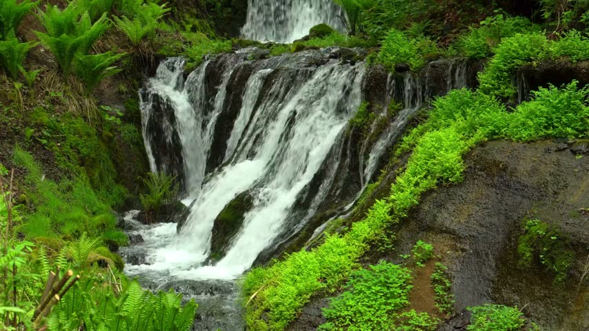 Fresh water cascades down mossy rocks into deep lush green forest surrounded by ferns and spring vegetation creating peaceful mountain river environment with flowing water stream for nature background