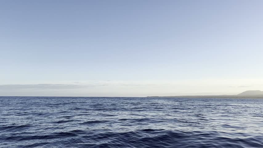 Dolphin leaping from surface of blue sea water during sunny day outdoors. Natural marine wildlife footage in open ocean.