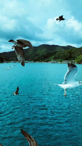 Seagulls flying around the Funaya boathouses in Ine, Kyoto