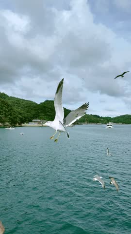 Seagulls flying around the Funaya boathouses in Ine, Kyoto