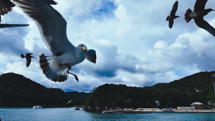 Seagulls flying around the Funaya boathouses in Ine, Kyoto