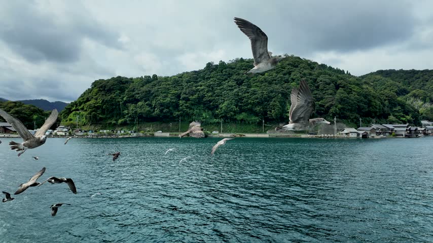 Seagulls flying around the Funaya boathouses in Ine, Kyoto