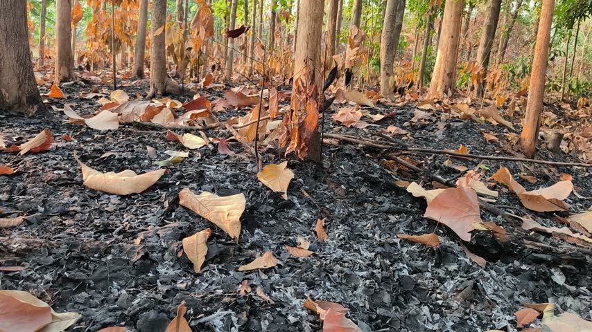 Young trees stand among charred ground and dry fallen leaves after a seasonal forest fire.