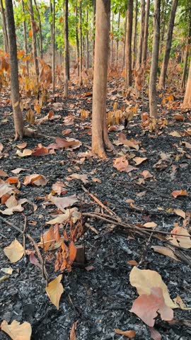 Young trees stand among charred ground and dry fallen leaves after a seasonal forest fire.