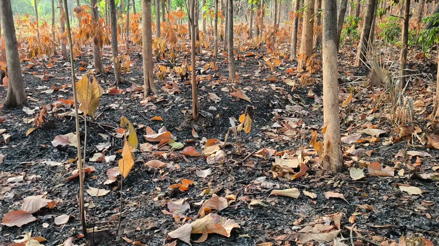 Young trees stand among charred ground and dry fallen leaves after a seasonal forest fire.