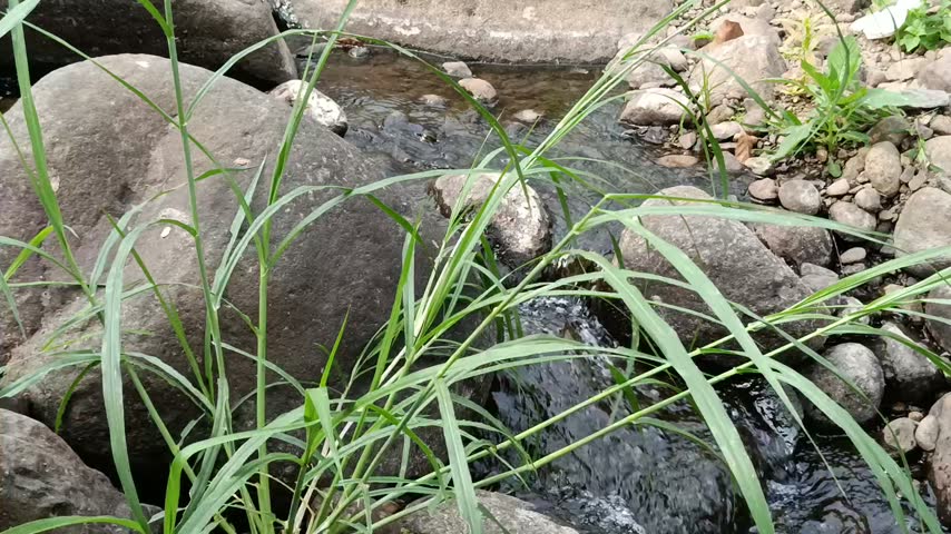 Rocky Mountain River with Clear Flowing Water in Natural Wilderness