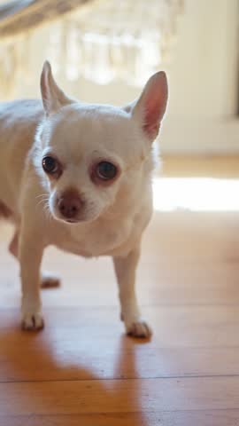 Cream Chihuahua dog standing indoors on honey wooden floor, head raised toward camera and ears upright, alert curious posture with warm backlight and soft shadows