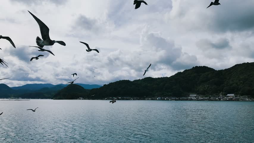 Seagulls flying around the Funaya boathouses in Ine, Kyoto