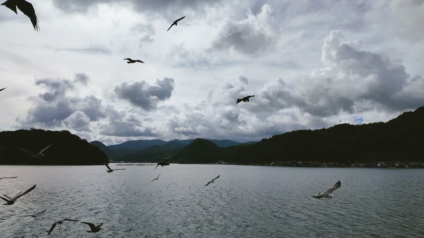 Seagulls flying around the Funaya boathouses in Ine, Kyoto