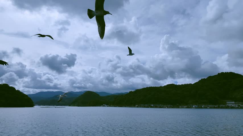 Seagulls flying around the Funaya boathouses in Ine, Kyoto