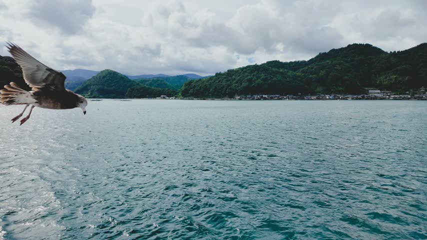 Seagulls flying around the Funaya boathouses in Ine, Kyoto