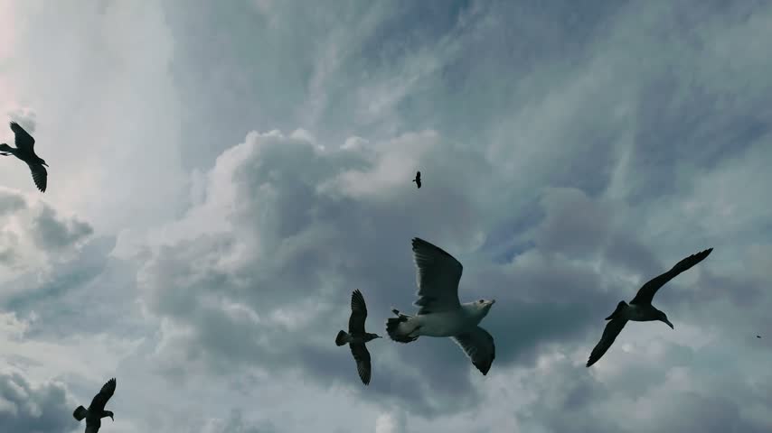 Seagulls flying around the Funaya boathouses in Ine, Kyoto