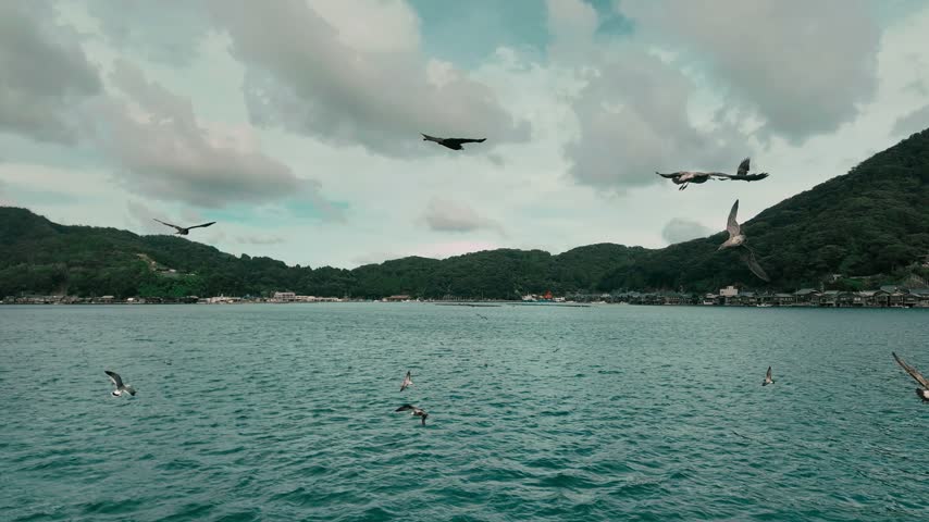 Seagulls flying around the Funaya boathouses in Ine, Kyoto