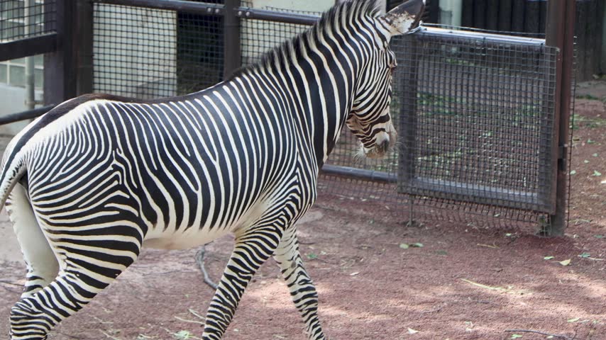 Full shot of striped Grevy zebra moving towards entrance of stone building inside fenced zoo habitat area sunny day outdoor scenery.