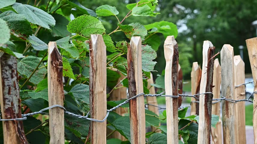 A rustic split chestnut paling fence woven with wire, surrounded by green foliage and trees.