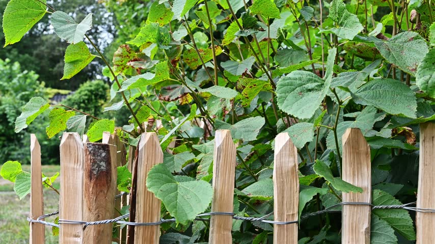 A rustic split chestnut paling fence woven with wire, surrounded by green foliage and trees.