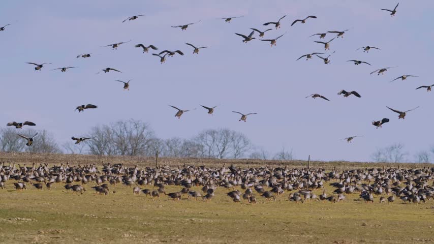 A flock of waterfowl gathering along the lakeside shore and taking flight together into the evening sky