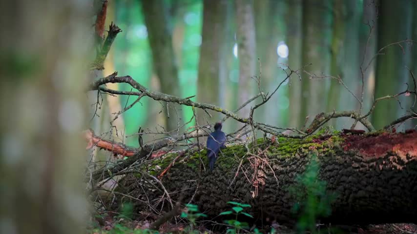 Serene Forest Scene with Fallen Logs and Green Trees