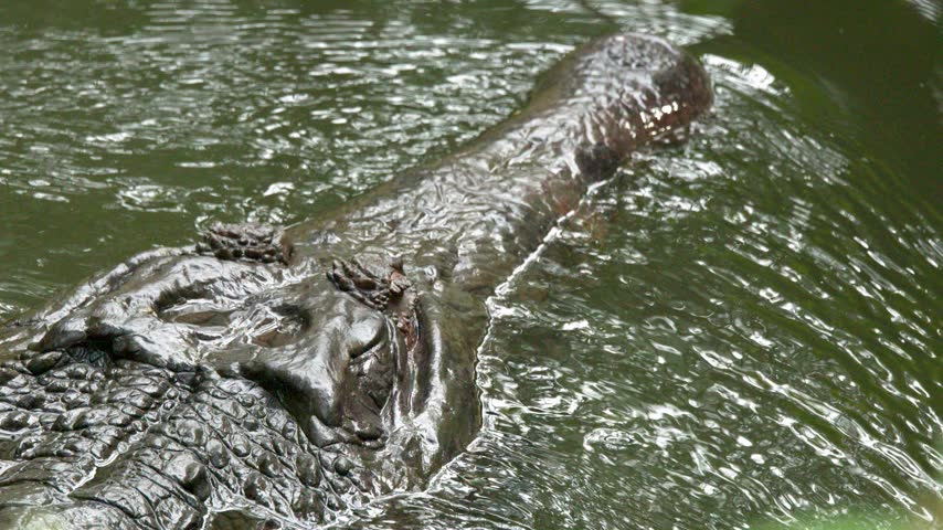 Slow motion close up of large gharial crocodile gliding through murky tropical river water. Powerful reptile scales and long snout visible while swimming in natural habitat environment.