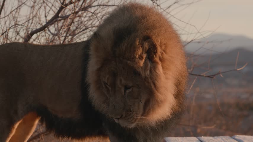 Large male lion with thick mane stands outdoors during sunset, watching environment with intense gaze in cinematic footage.