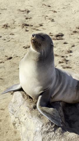 Cape Fur Seal Resting on a Rock at Skeleton Coast, Namibia