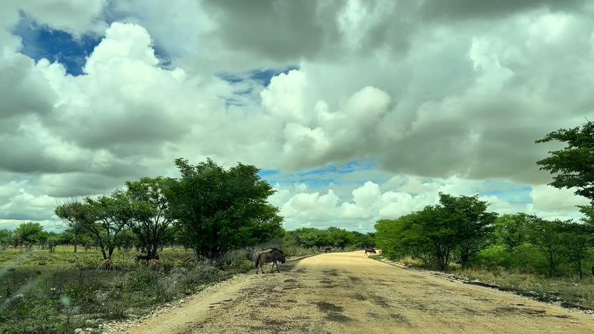 Wildebeest and antelope Crossing a Dirt Road in Namibia  