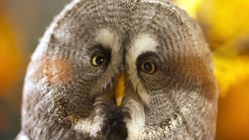 Close up head shot of great gray owl looking directly at camera with blurred golden autumn leaves in background clip.