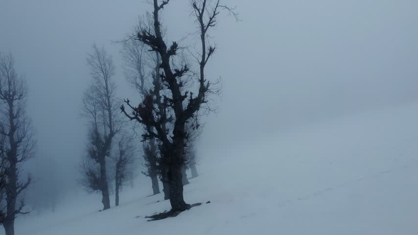 Fog and snow among the trees in a mountain forest during winter. Aerial view of misty mountains and snowy forests covering a dramatic valley landscape in. Scenic winter nature in the region with fog.