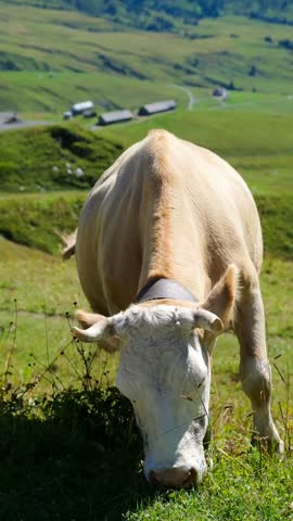 A Swiss cow grazes on a grassy alpine meadow in Grindelwald, Switzerland, with a blurred mountain landscape and rural roads in the background.