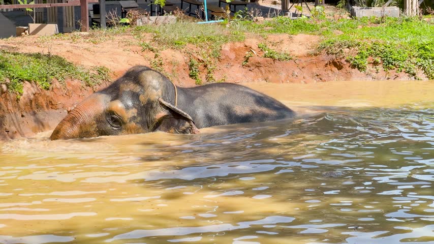 Large Asian elephant rests in muddy water hole at elephant sanctuary during bright sunny day. Peaceful animal enjoying refreshing bath in natural pond surrounded by green vegetation.