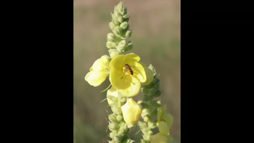 A bee is on a yellow flower. The flower grows tall with many buds. The setting is a field with grass and other plants around. It is sunny and bright.