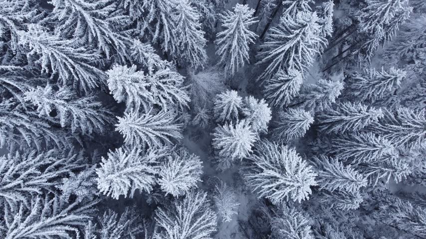 Drone flying low over a snow covered coniferous forest in a cold winter wonderland landscape