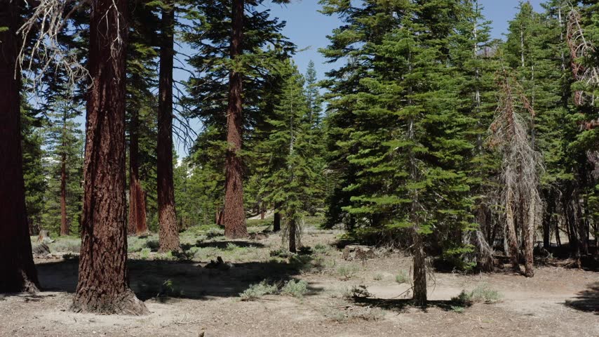 Aerial view moving through tall evergreen pine trees in Sierra Nevada wilderness showcasing scenic mountain landscape background.