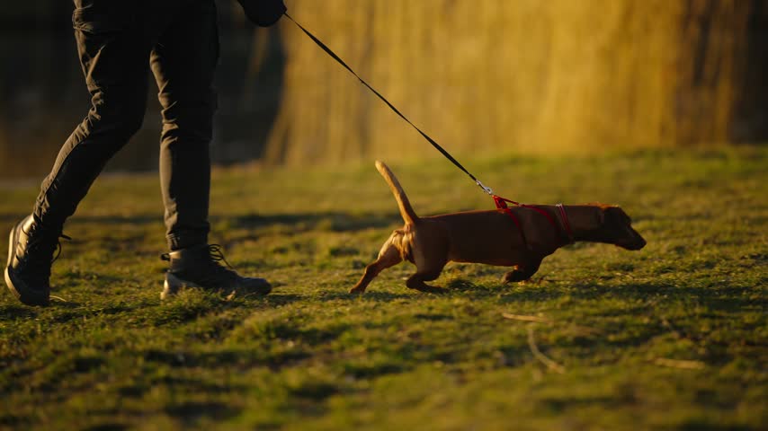 Small brown dachshund dog sniffing green grass while walking with owner on leash in park at golden hour cinematic footage.