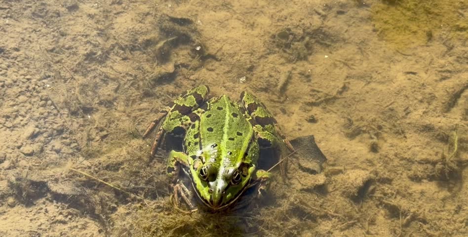 A green frog in pond 