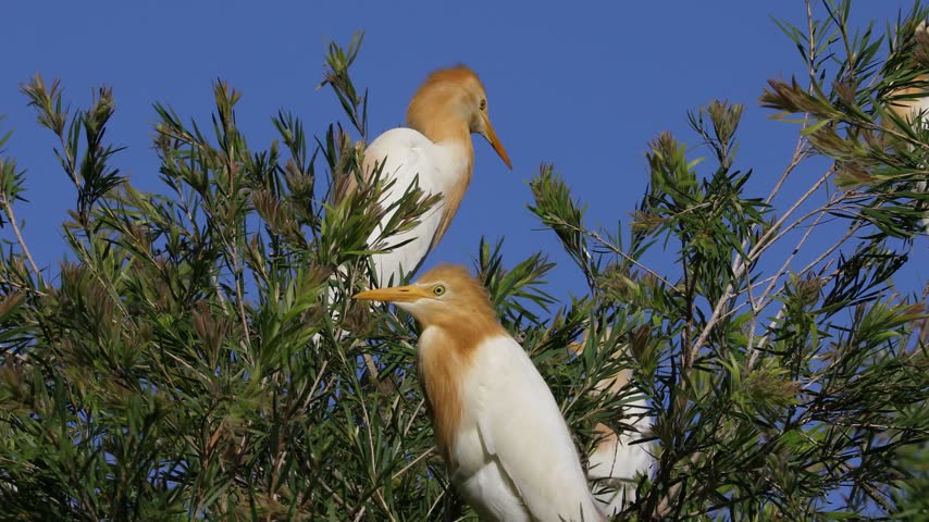 Two cattle egrets with white feathers and orange heads perched on tree branches against vibrant clear blue sky.