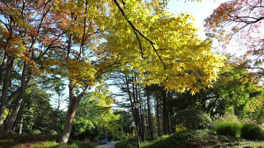 Pan shot of maple and conifer tree branches under a clear blue sky in vibrant autumn.